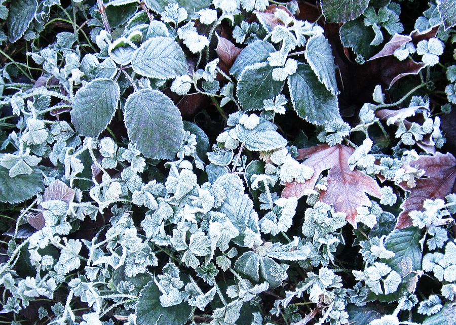 Frost #1 Photograph by Kazumi Whitemoon