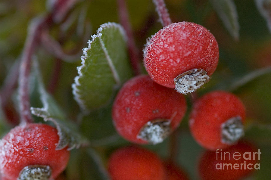 Winter Photograph - Frost On Rose Hips by Alana Ranney