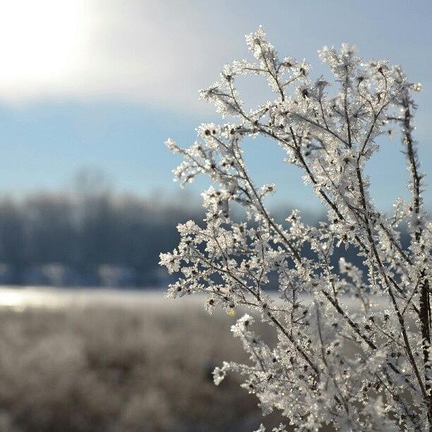 Nature Photograph - Frost by Alexa V