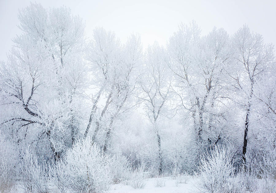 Frost and Fog Photograph by Nicole Keintz - Fine Art America