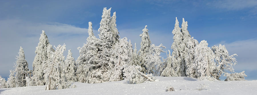 Crater Lake National Park Photograph - Frost And Ice On Trees In Midwinter by Panoramic Images