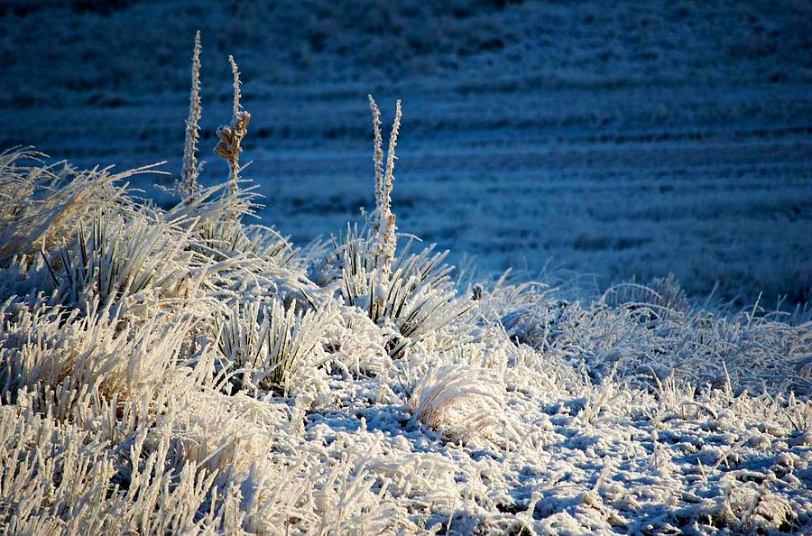 Nature Photograph - Frost Blue by Jim Cortez