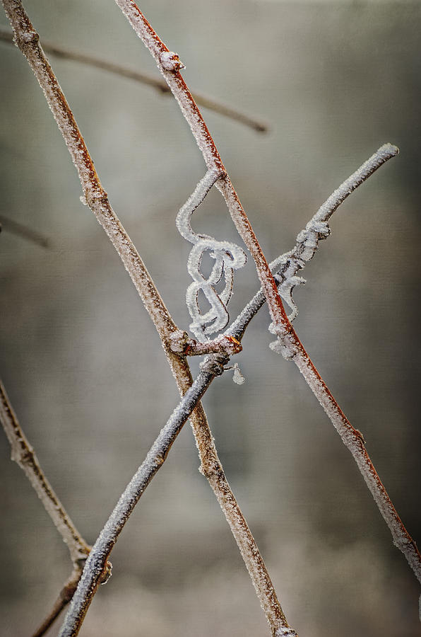 Frost By Design Photograph by Sue Capuano