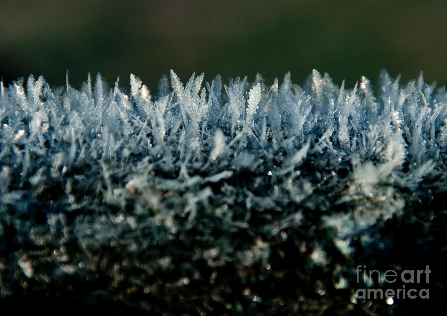 Frost Photograph by Cheryl Baxter