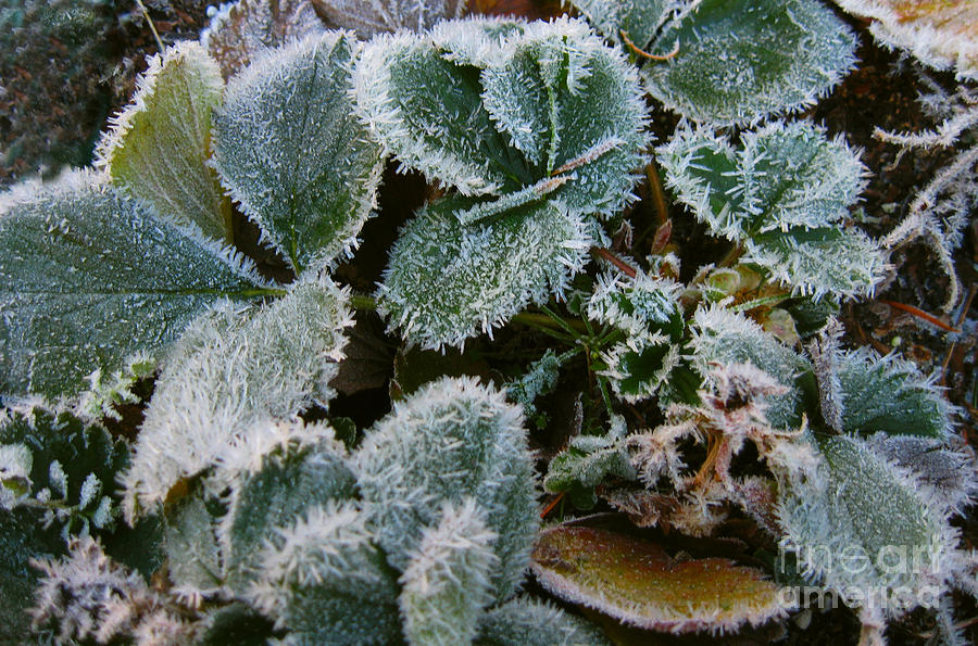 Frost coated Strawberry Plants Photograph by Ellen Miffitt