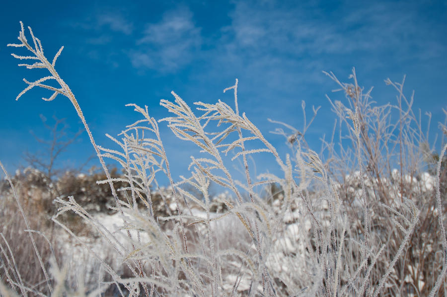 Frost Covered Grasses Against the Sky Photograph by Cascade Colors