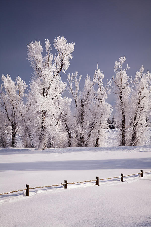 Frost Covered Trees And Fence, Colorado Photograph by Karen Desjardin