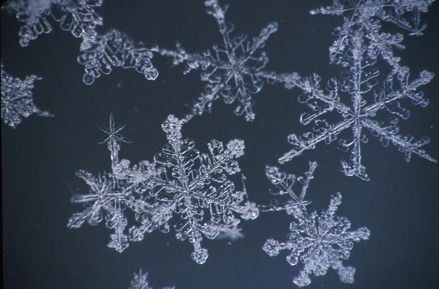 Christmas Photograph - Frost Crystal On Glass Kodiak Isl by Marion Owen
