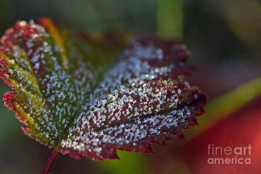 Frost Crystals on a Leaf Photograph by Sharon Talson