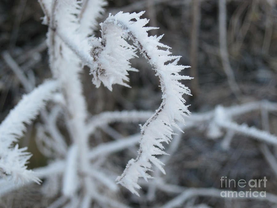 Frost Crystals on Twig Photograph by Conni Schaftenaar