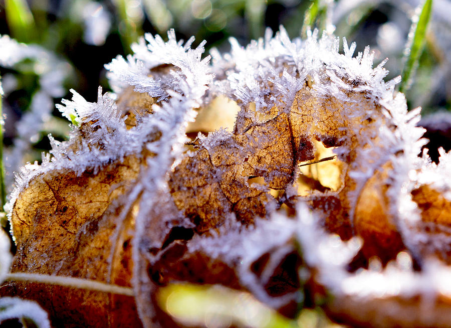 Winter Photograph - Frost Crystals by Her Arts Desire