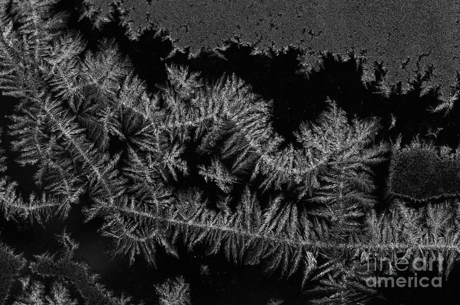 Frost Crystals Photograph by Scott Camazine