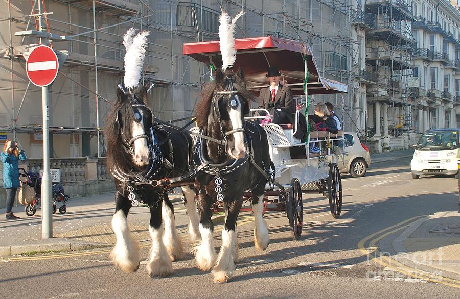 Frost Fair horses Hastings Photograph by David Fowler