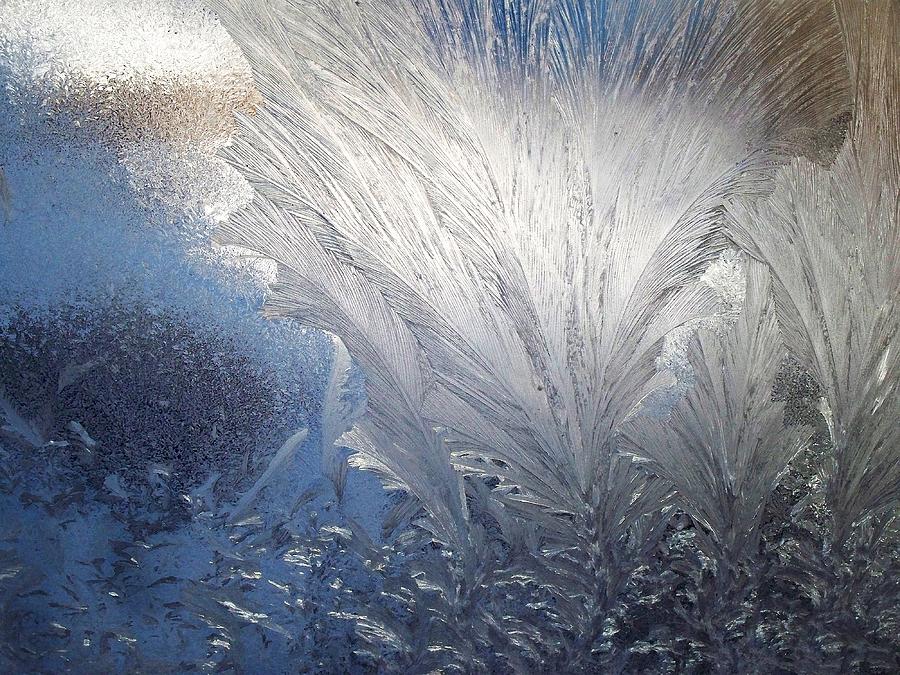 Frost Ferns Photograph by Joy Nichols