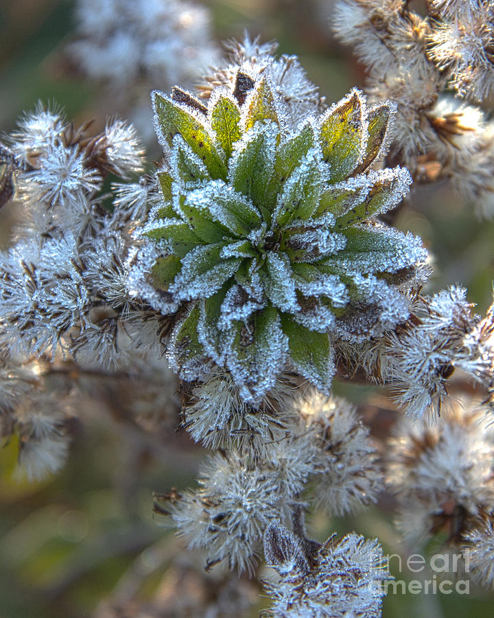 Frost  Photograph by Jeannette Hunt