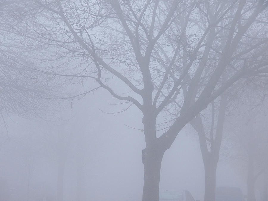 Frost Fog II Photograph by Corinne Elizabeth Cowherd