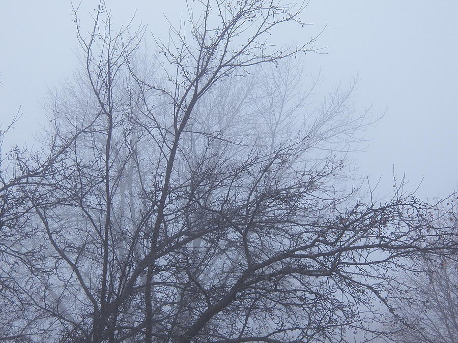 Frost Fog IV Photograph by Corinne Elizabeth Cowherd