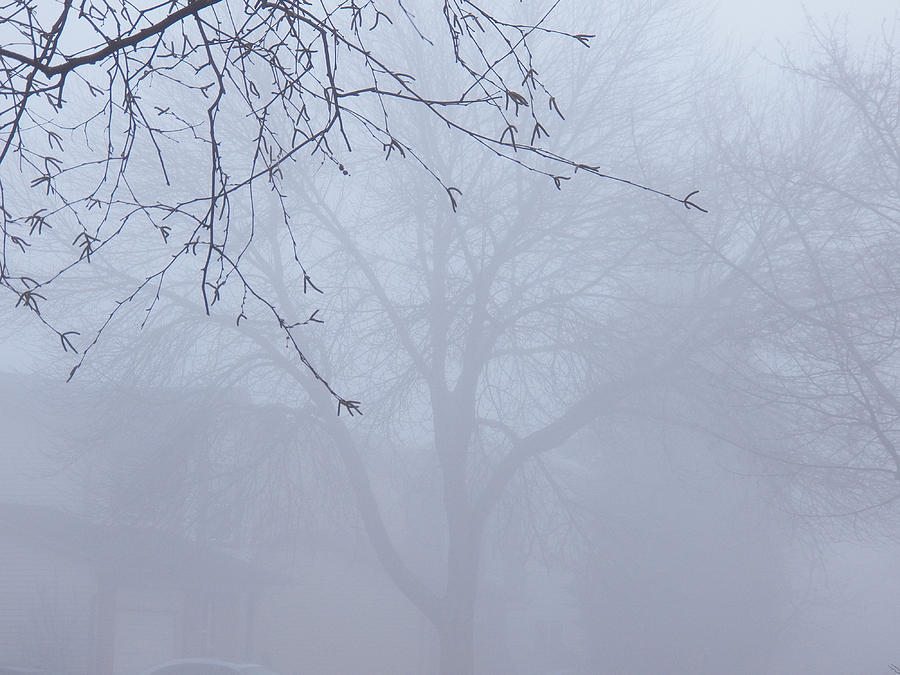 Frost Fog V Photograph by Corinne Elizabeth Cowherd