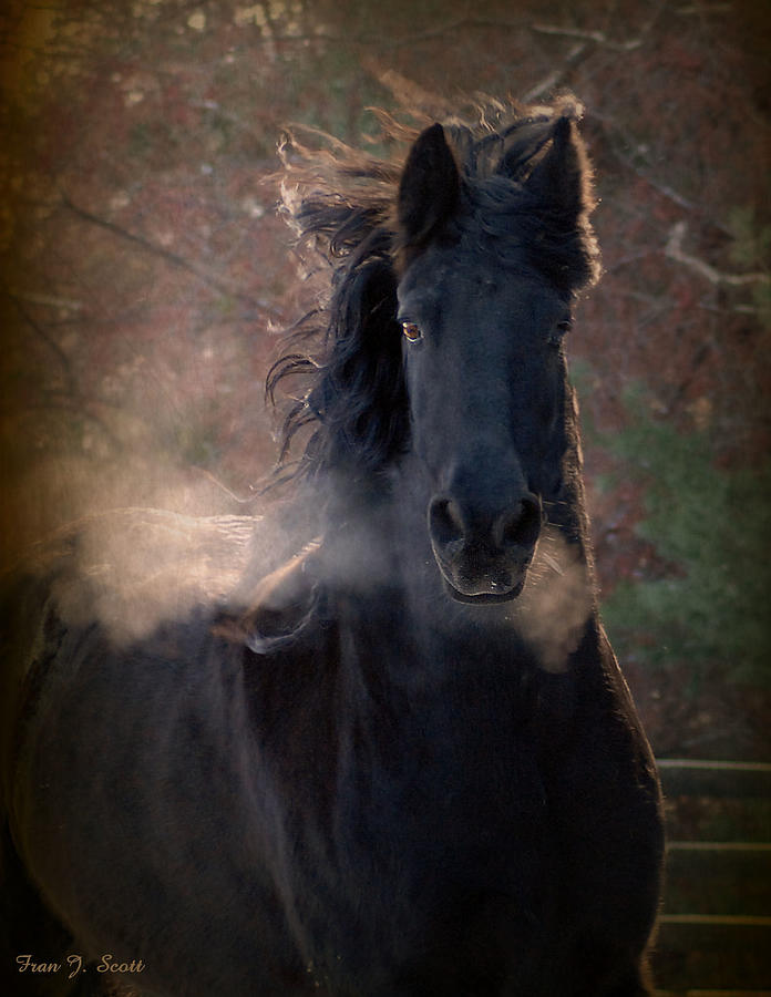 Horse Photograph - Frost by Fran J Scott