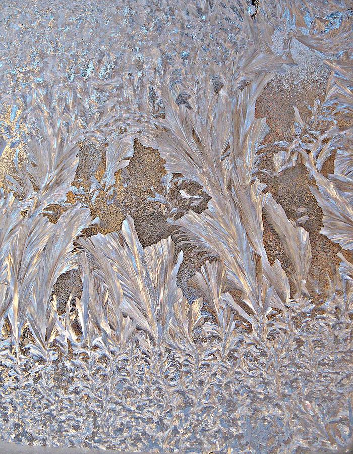Frost Frenzy Photograph by Joy Nichols