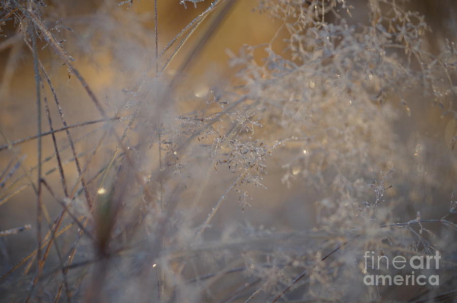 Nature Photograph - Frost harmony by MJG Products and photo gallery