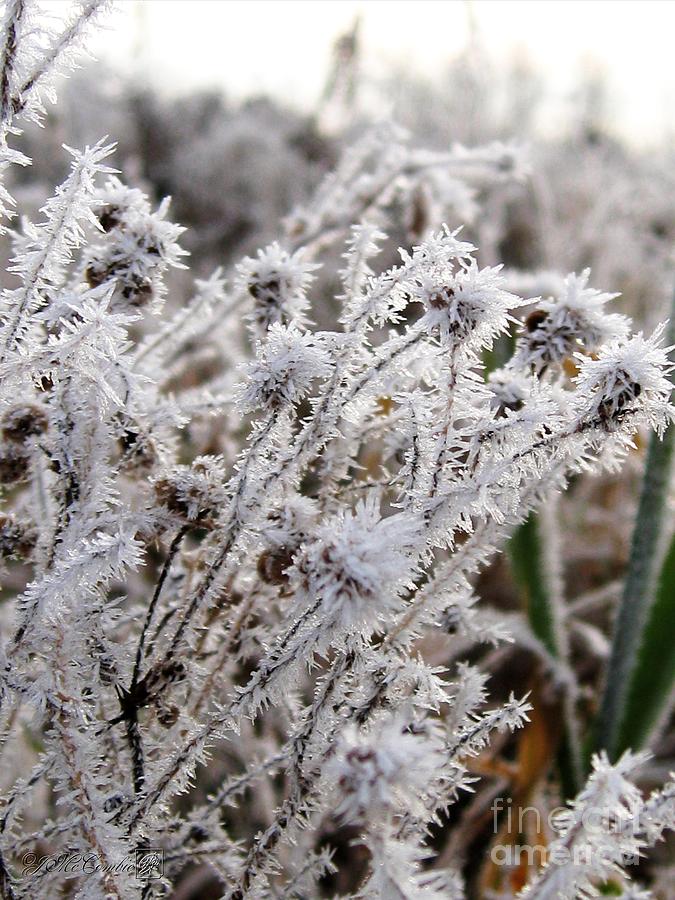 Frost in the Field Photograph by J McCombie