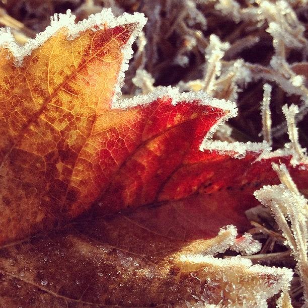 Nature Photograph - Frost Kisses The Edges Of A Fiery Maple by Amber Flowers