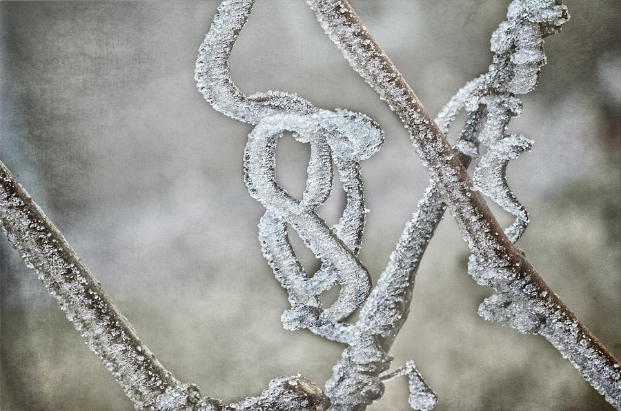 Frost Knot Photograph by Sue Capuano