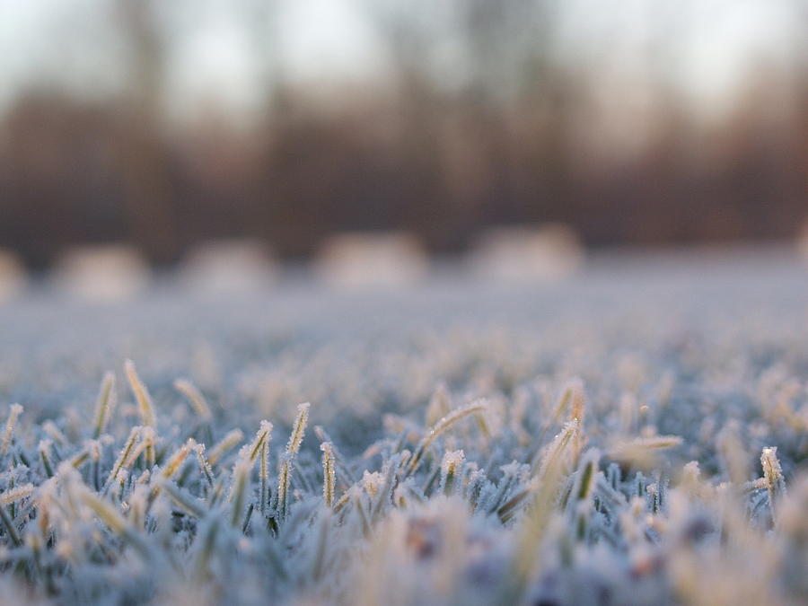 Frost on a football field Photograph by Rogier van der Weijden