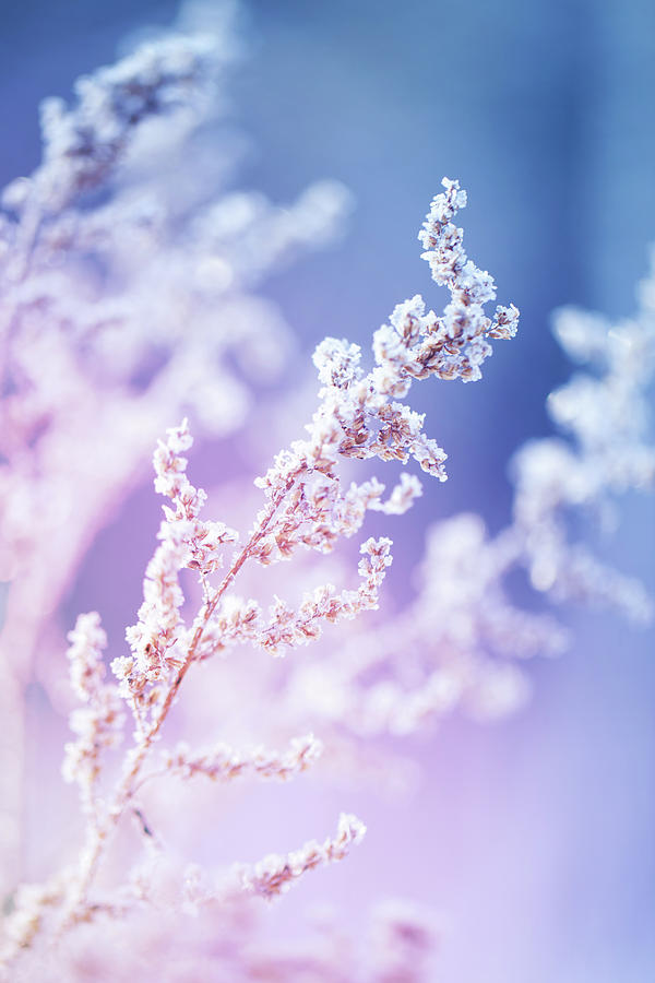Frost On A Herb At Sunrise Photograph by 5ugarless