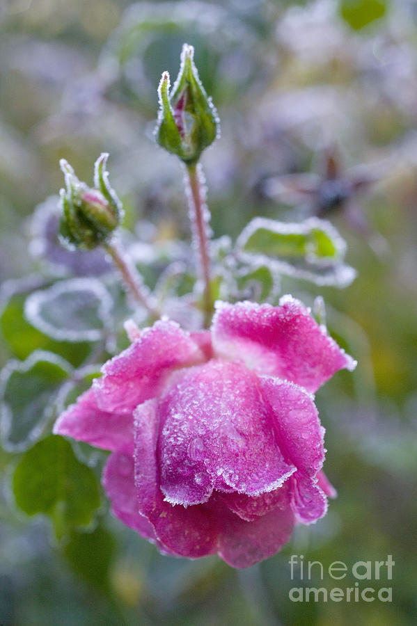 Nature Photograph - Frost on a Rose by Mark Harmel