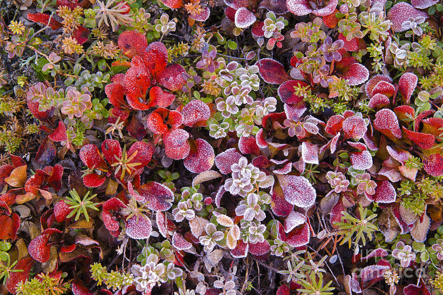 Frost On Autumn Tundra Photograph by John Shaw