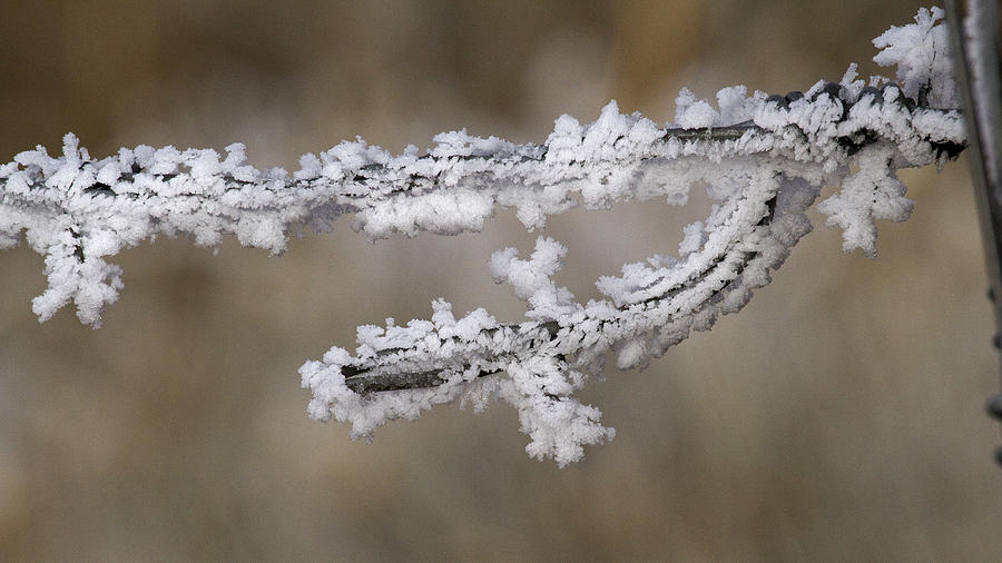 Frost on Barbed Wire Photograph by Eric Mace - Fine Art America