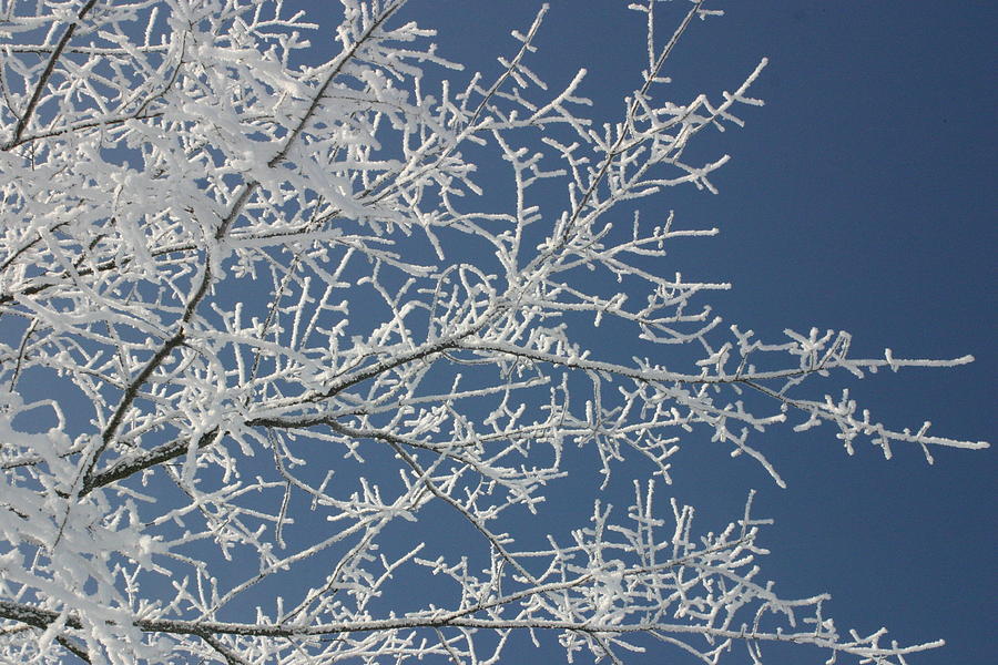 Frost on blue Photograph by Kevin Snider - Fine Art America