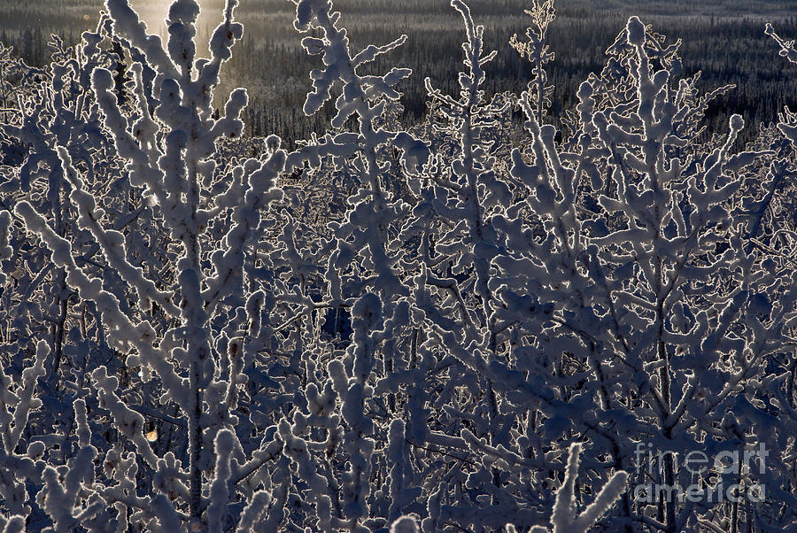 Frost On Branches Photograph by Mark Newman