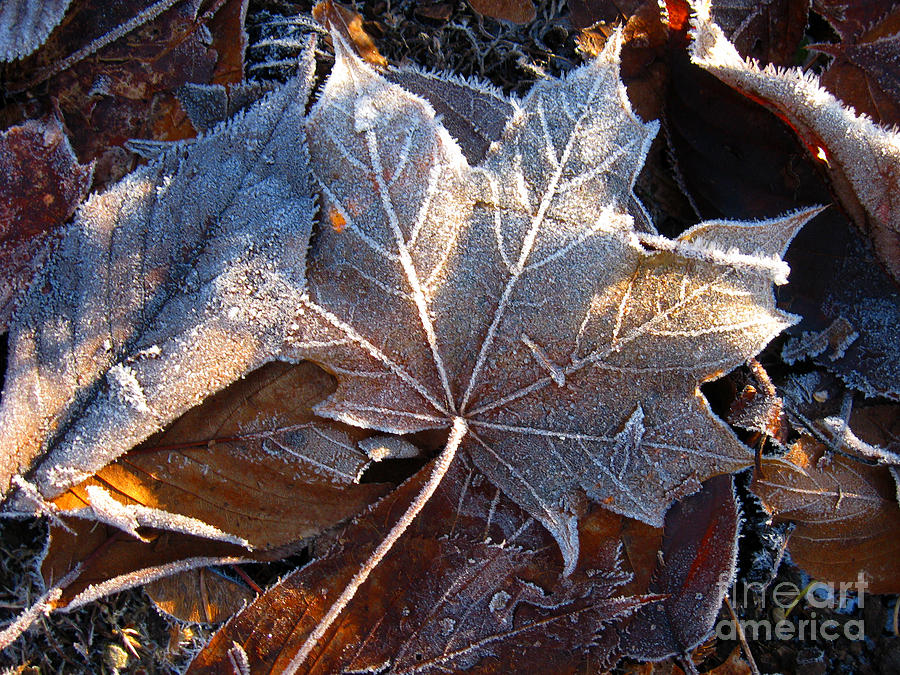 Frost on Fallen Leaves Photograph by Ellen Miffitt
