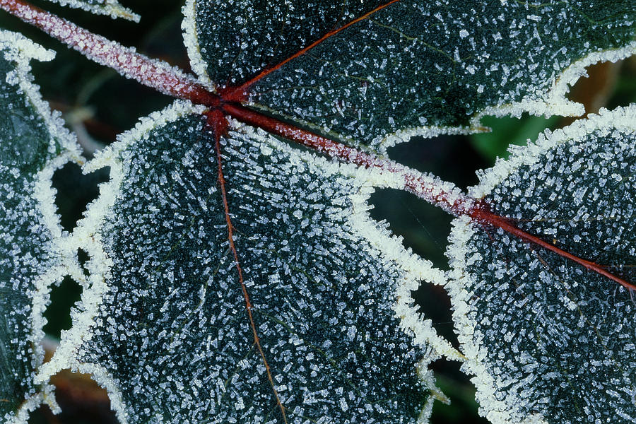Frost On Mahonia Leaves. Photograph by Steve Taylor/science Photo Library
