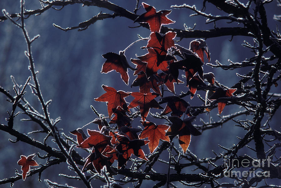 Frost On Maple Leaves In The Fall Photograph by Ron Sanford