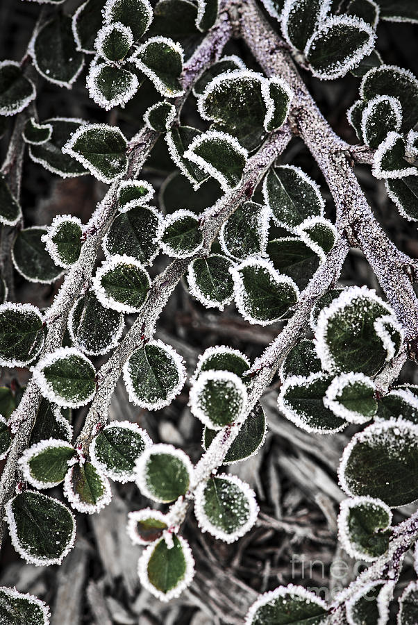 Nature Photograph - Frost on plant branch in late fall by Elena Elisseeva