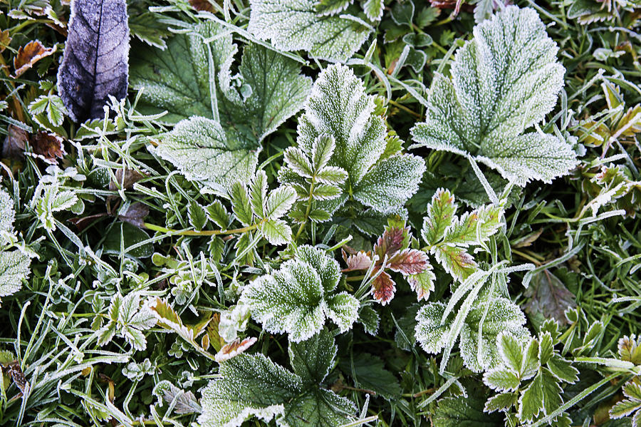 Frost On Plants On An Autumn Morning Photograph by Kim Rogerson