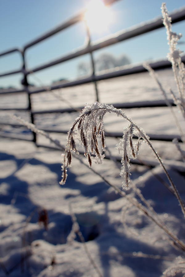 Frost On The Farm Photograph by Trent Mallett