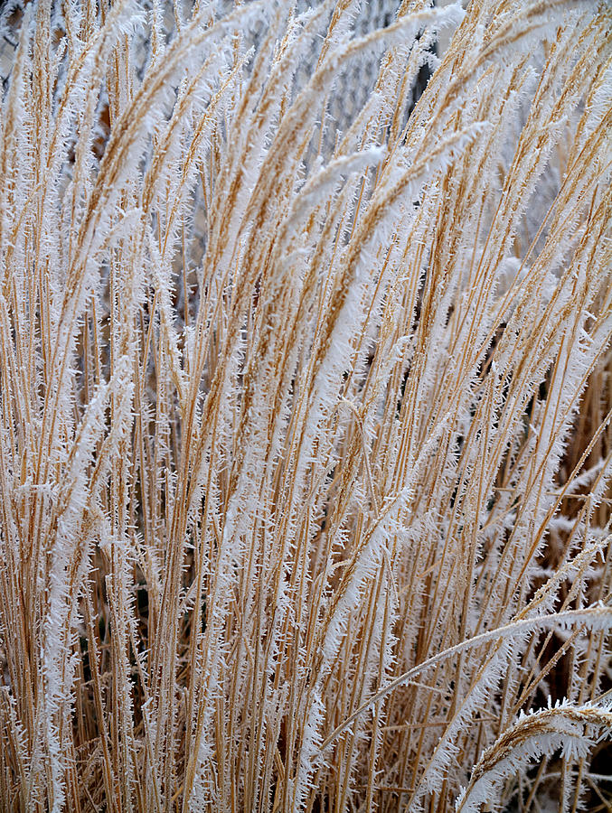 Frost on the grass Photograph by HW Kateley
