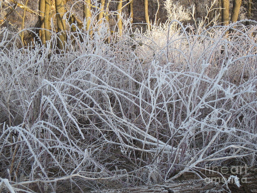 Frost on the Raspberry Canes Photograph by Conni Schaftenaar