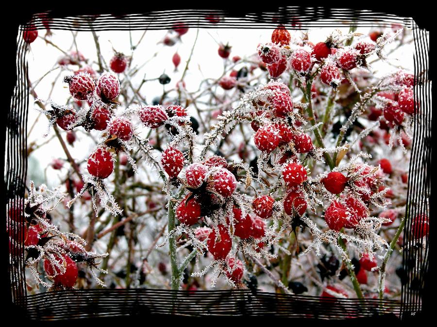 Frost On The Rosehips Photograph by Will Borden