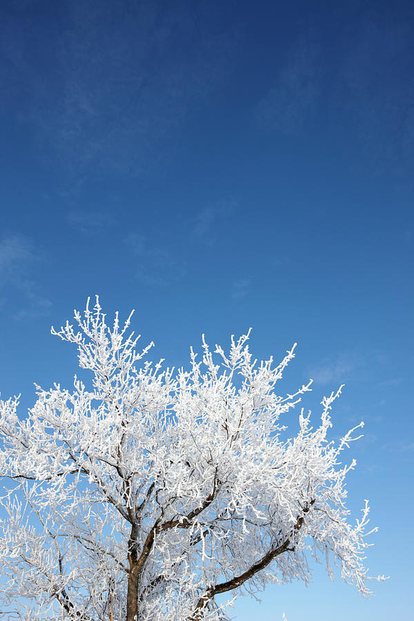 Frost On Tree Branches During Winter Photograph by Joe Fox
