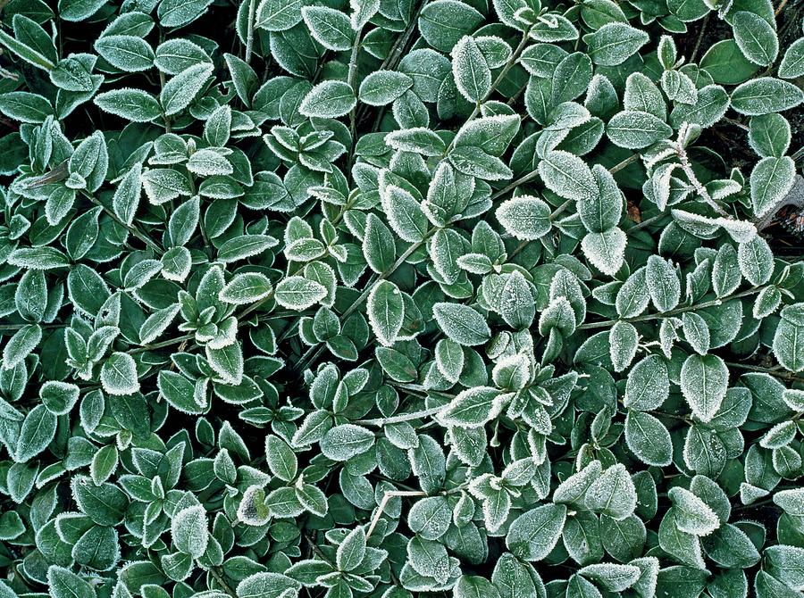 Frost On Vinca Minor Photograph by Geoff Kidd/science Photo Library