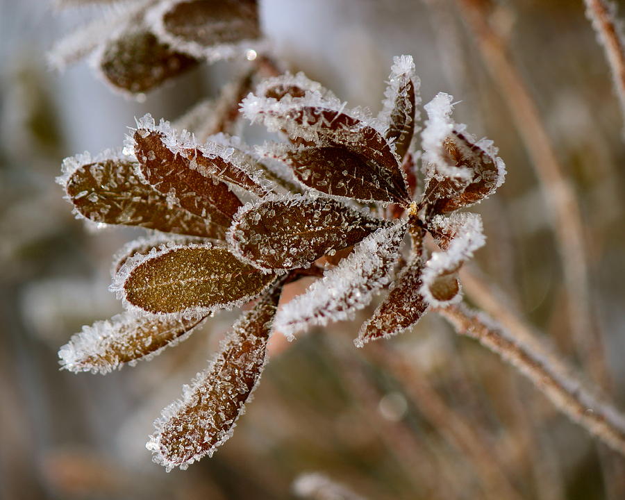 Frosted Bayberry Photograph by David Pickett
