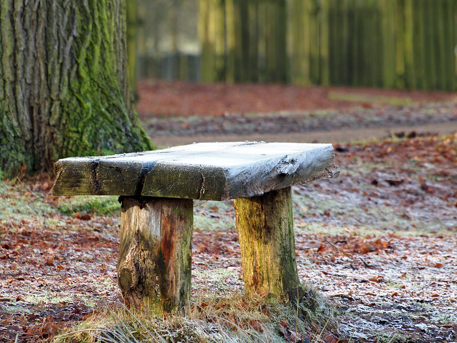 Winter Photograph - Frosted bench by Susan Tinsley