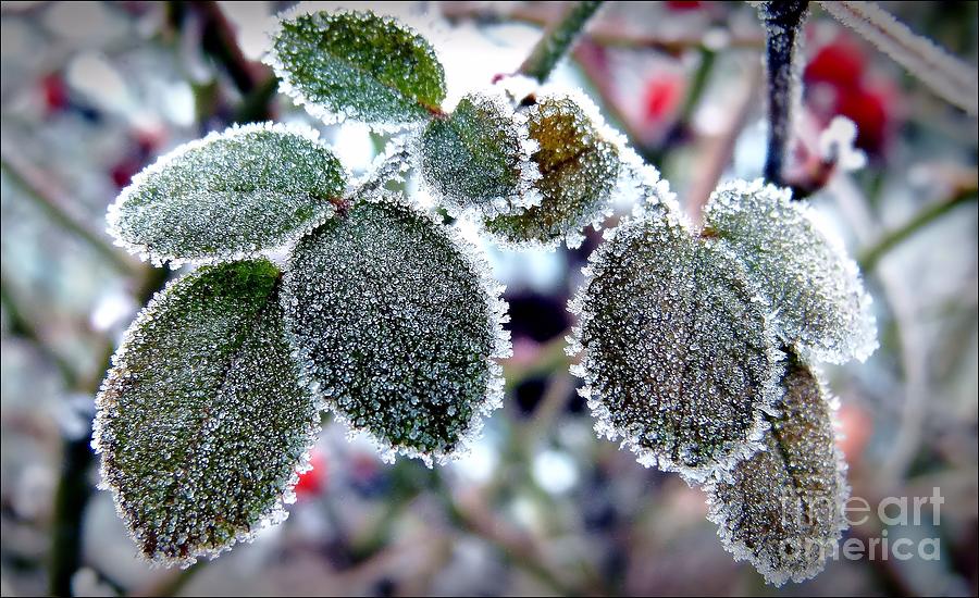 Frosted Blackberry Photograph by Julia Hassett