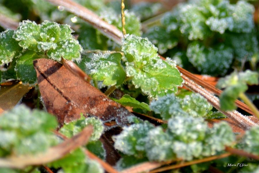 Frosted Clover Photograph by Maria Urso